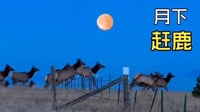 那些让人惊叹的动物视频！