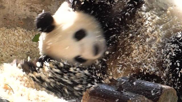 糯叽叽的汤圆肚