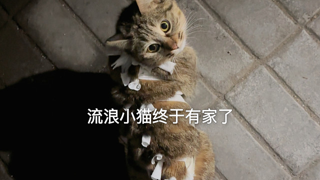 流浪小狸花终于要有家啦！从此不再是没家的小猫了！