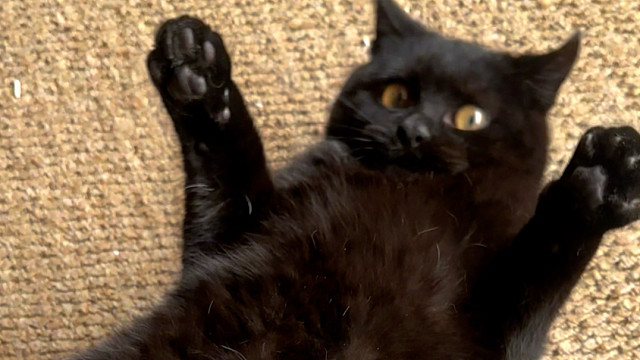 不是，养黑猫的朋友们，黑猫都那么能吃吗，不是说黑猫不长胖的吗！