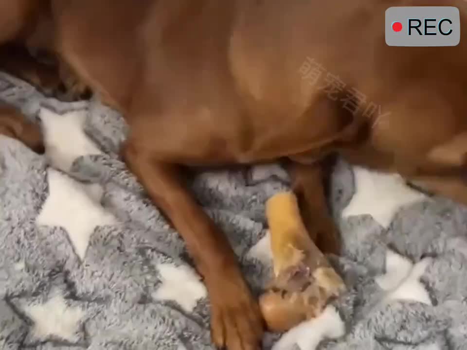 护食的狗狗