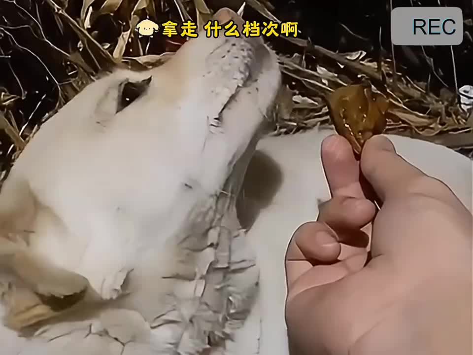 爱生气的狗狗