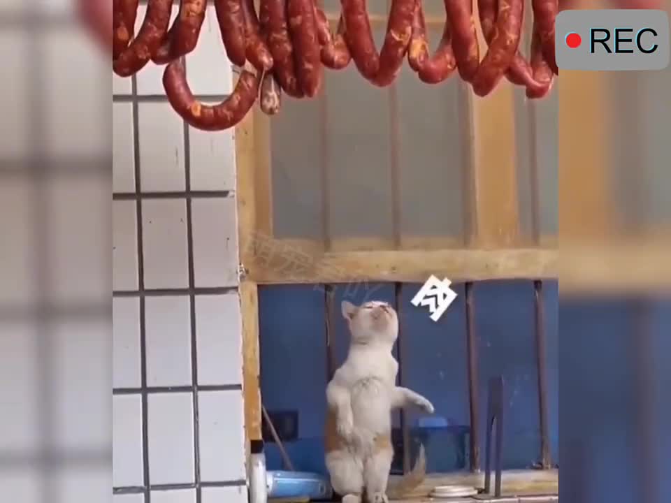 被馋哭了的小猫咪