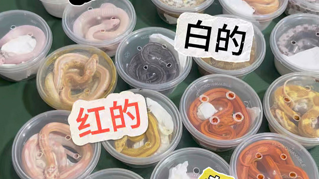 各种颜色的玉米蛇有没有你喜欢的