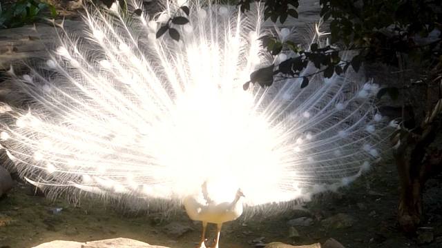 孔雀开屏好运连连