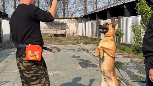 谁懂啊！来训犬的狗，满脑子都是麻将