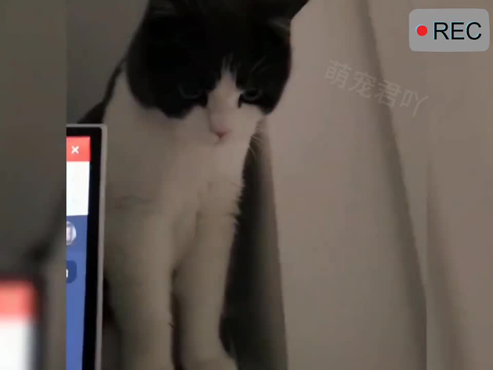 与小猫咪无障碍交流