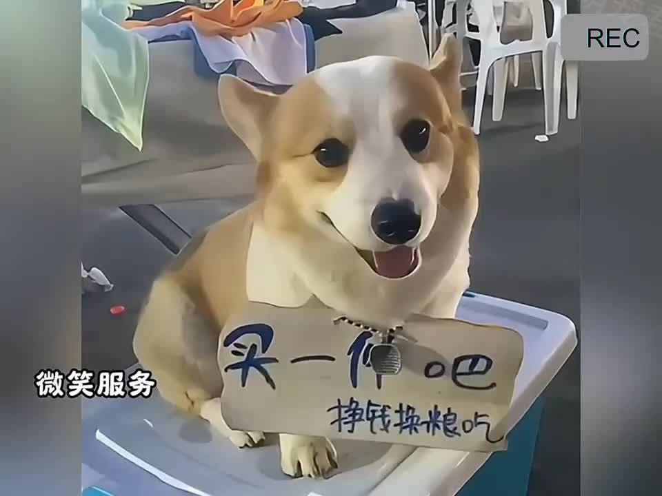 招财的狗狗