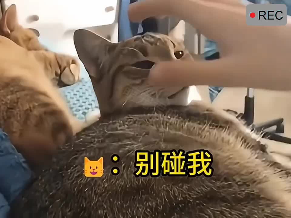 猫眼都是你的猫咪