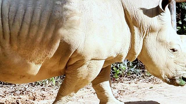 慢下来，看看白犀牛的悠闲日常