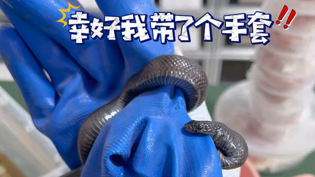 黑王蛇敢咬我？打包发走