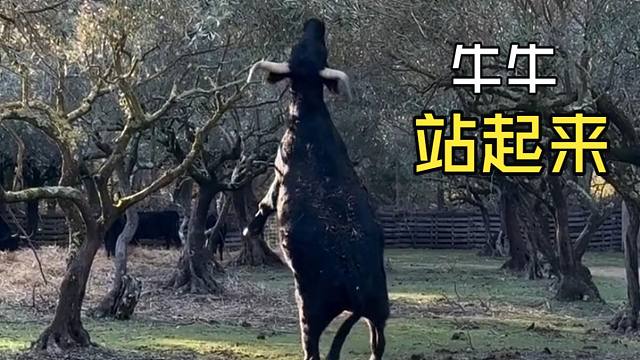 那些动物们的用餐时间！