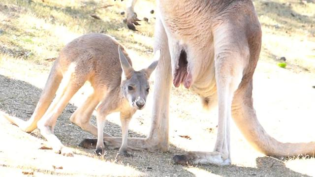 和妈妈闹的小宝宝，看到姐姐立马老实