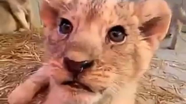 震惊！小狮子宝宝发出了奇怪的叫声