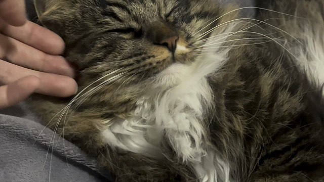 小猫帮人暖床！小猫好！