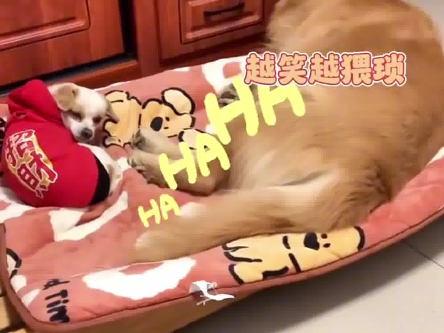 你们的金毛也这么淘气吗？