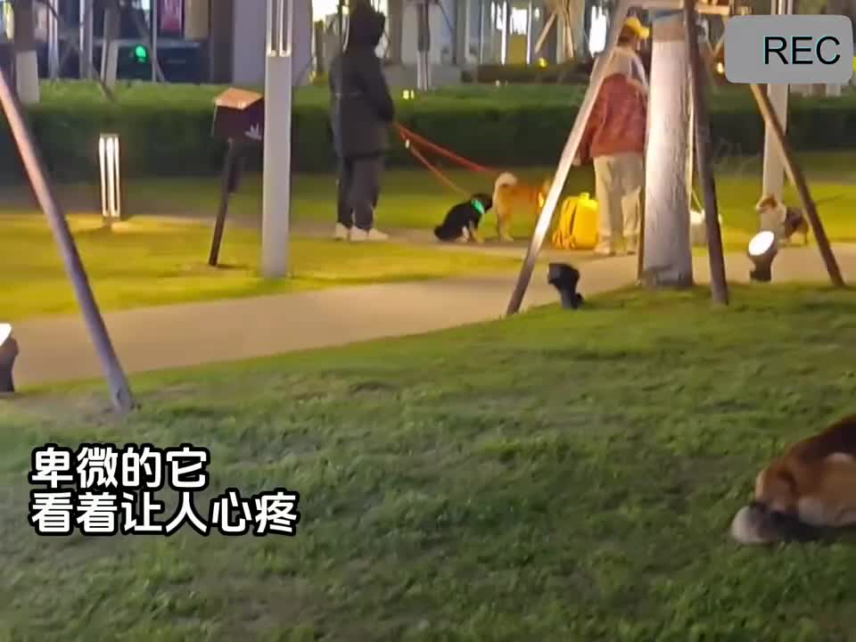 渴望被爱的流浪狗
