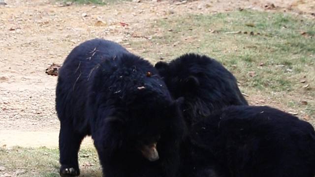 这三块小“煤炭”捣起乱来谁也拦不住！