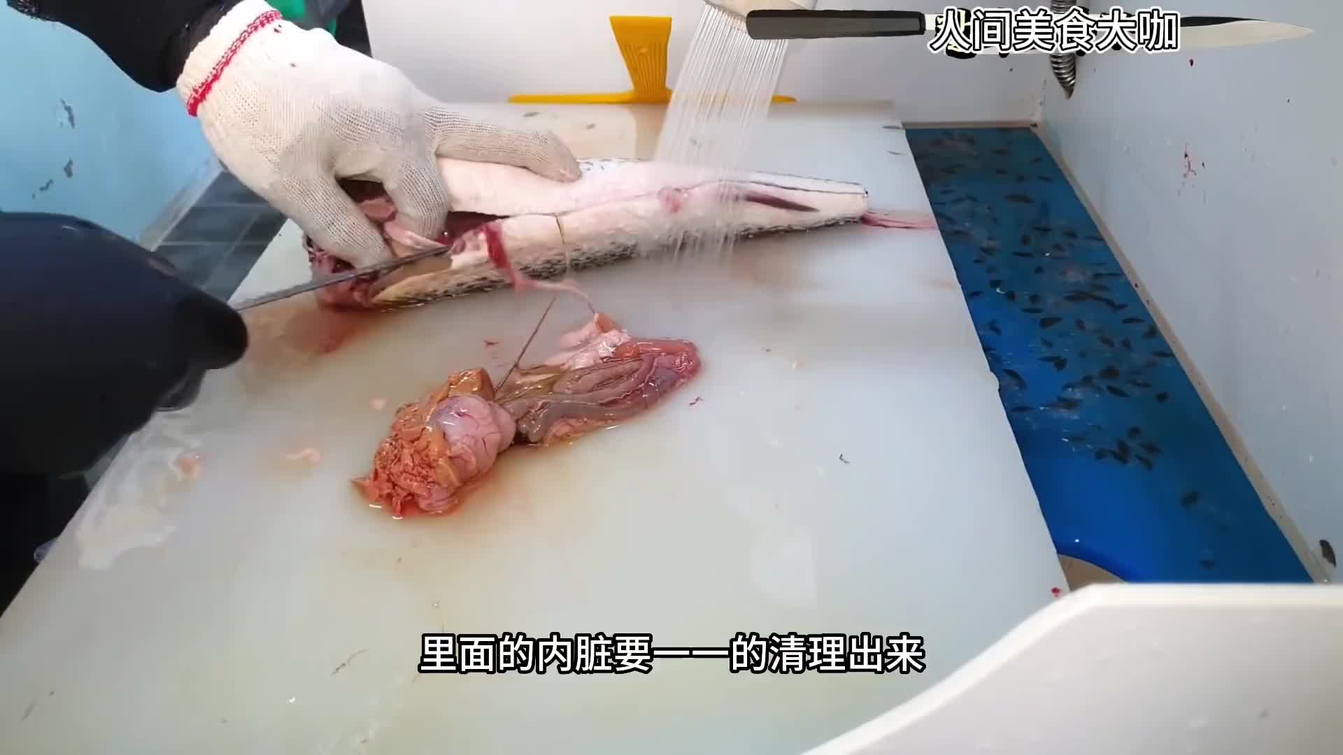 乌头鱼首先要把它挠爽然后再掰断鱼头放血做成生鱼片。