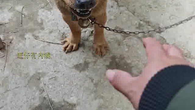 刀疤黄不给摸，小问题！