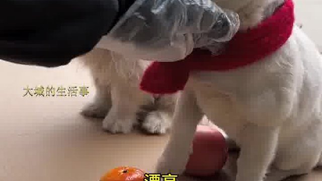 能认识颜色的小狗已经不多了。