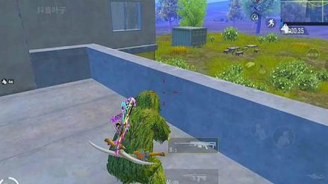 视频里有几只狗