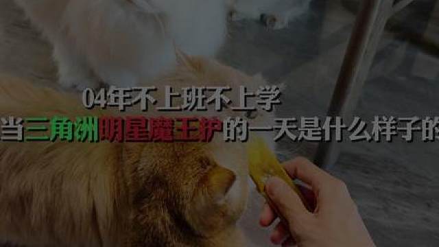 明星魔王的一天是什么样子的？