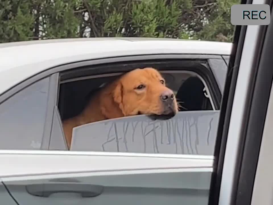 毛孩子的回家之路