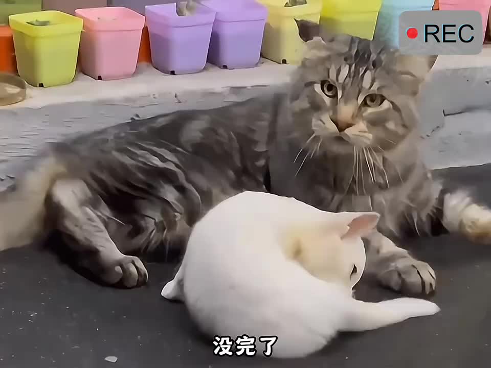 脾气暴躁的的社会猫