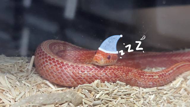 蛇蛇居然是这样子睡觉的！