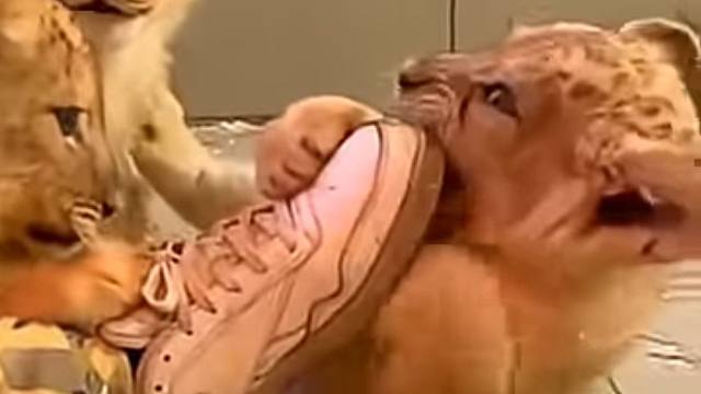 5只小狮子围攻我的鞋！