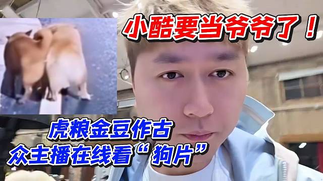 小酷要当爷爷了！虎粮金豆作古众主播在线看“狗片”