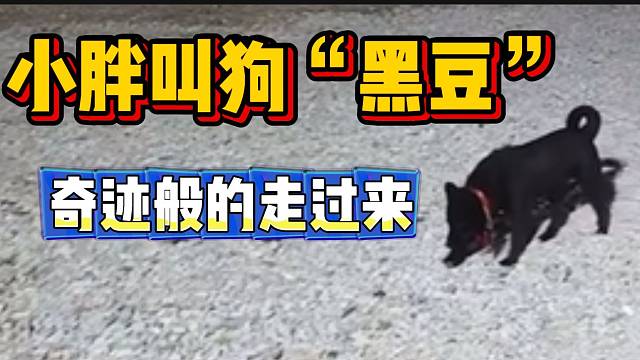小胖叫路边的狗“黑豆”，没想到竟奇迹般的走过来！