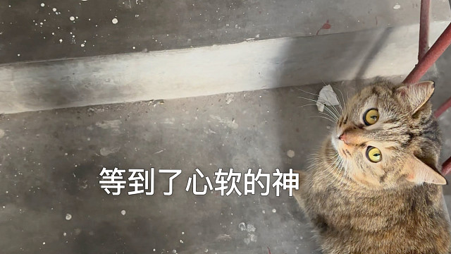 喂了半年的小流浪终于等到了自己的家