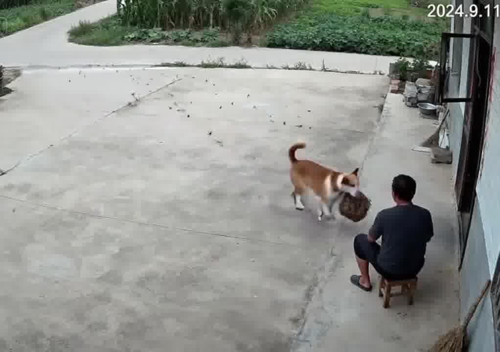 小狗：主人的顺蜂快递到了