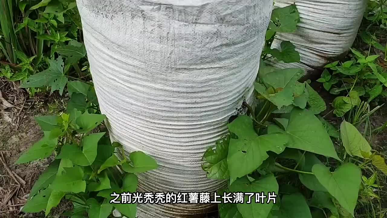 用麻袋在自家阳台种植红薯，一次能收获几十上百斤