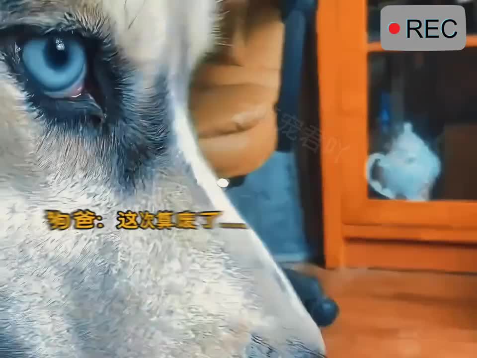 狗狗带娃得崩溃瞬间