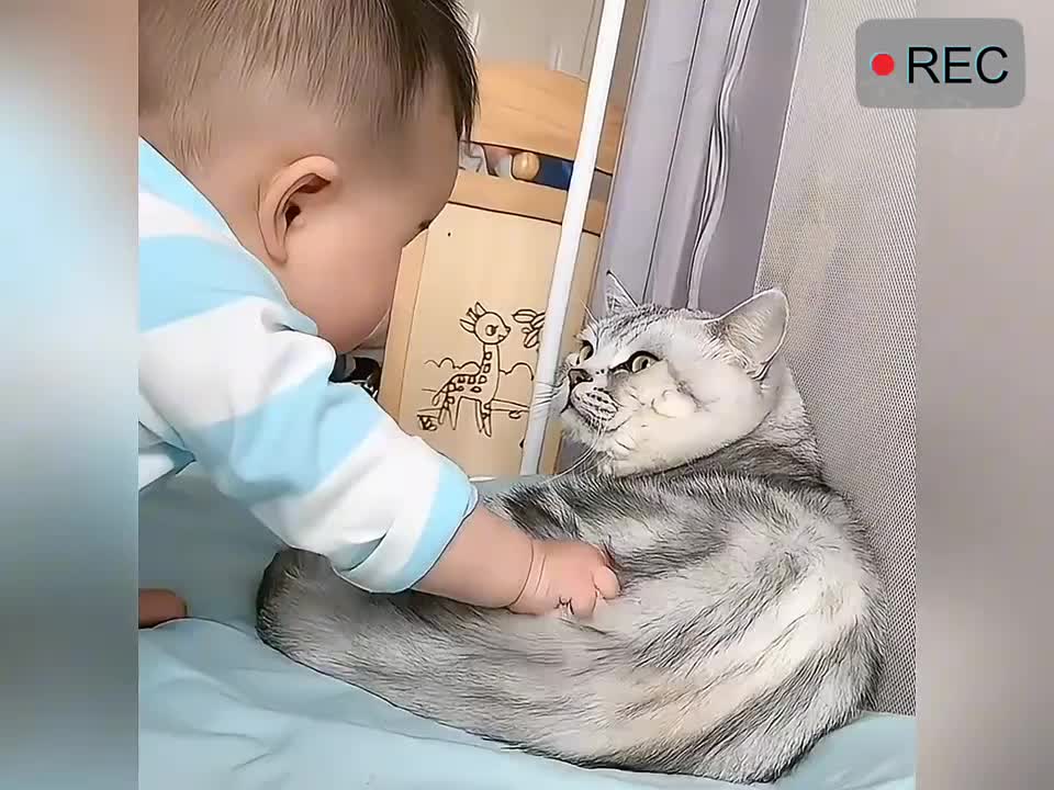 被逼疯的猫猫狗狗