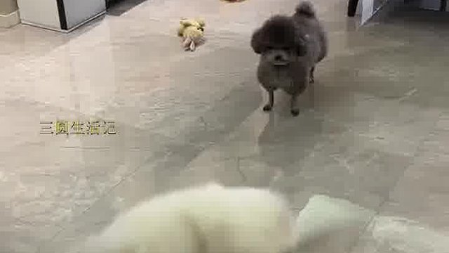 在比它小的狗面前，虎虎生威！！！