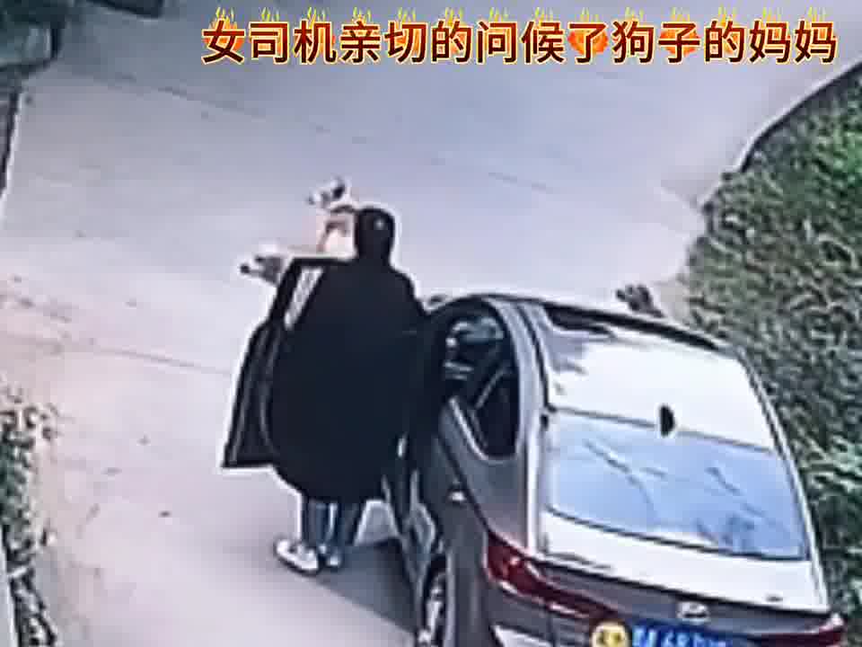 这狗为啥要拦路呢还是有啥隐情