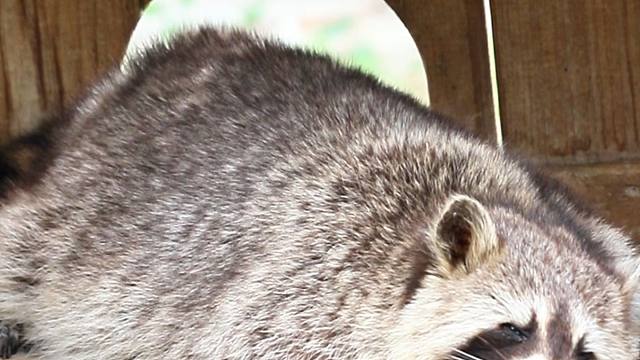 快来看看小浣熊的一天吧！