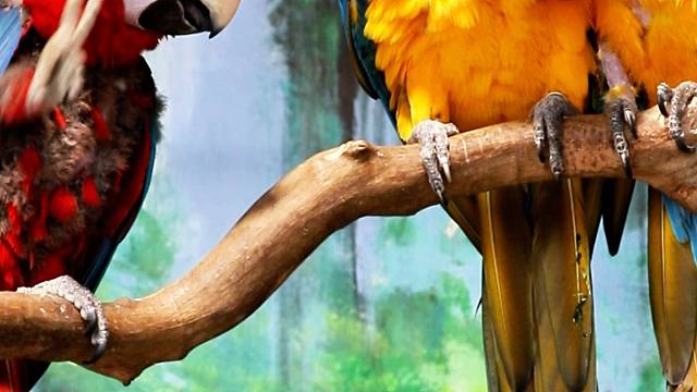 第一次在鸟身上看到了尴尬