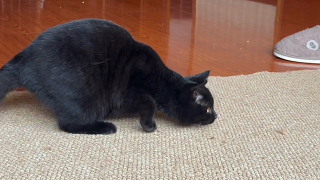 油光水滑跟大黑耗子样