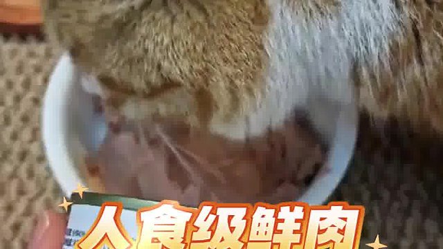 布偶猫玻璃胃，吃希喂稳稳的