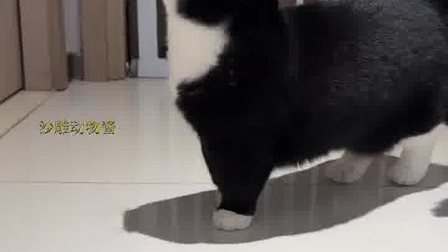 都说想听我的猫叫，现在还想听吗