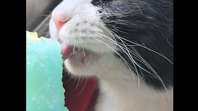 和奶牛猫分享冰棍