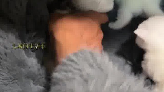 出差半个月回来家里多了三只猫！天塌了！！
