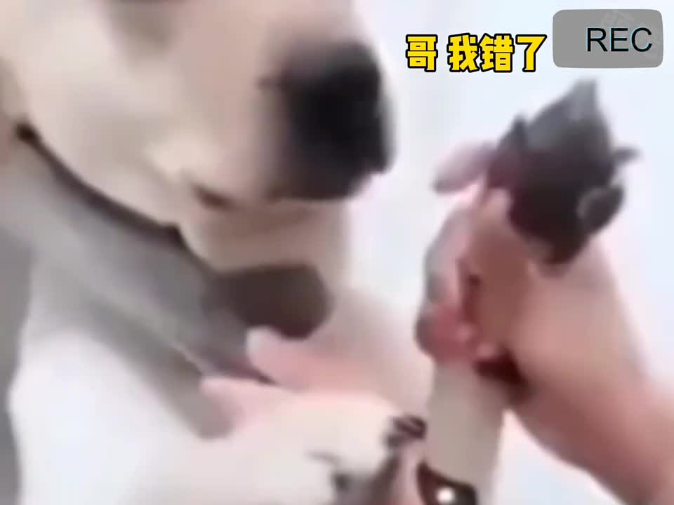 力道刚刚好 懵逼不伤脑