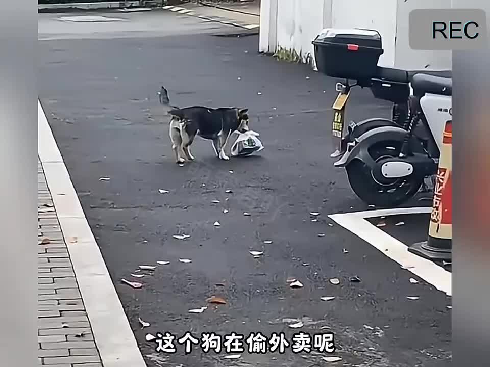 校园里的毛孩子