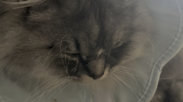 关于舒克受了点伤